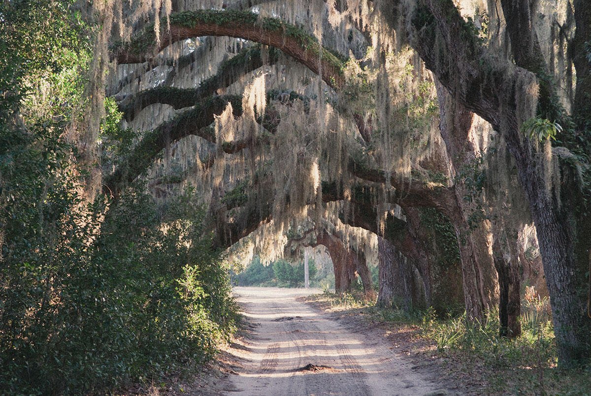 Live oak canopy over a sand road on Cumberland Island