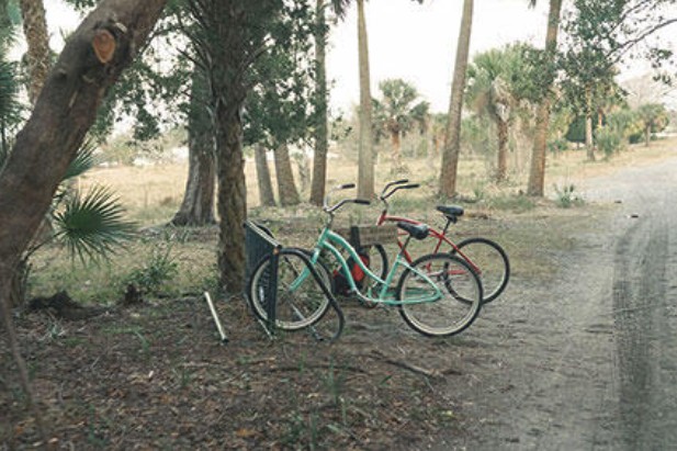 Two bicycles parked under palms and live oaks beside a sand road