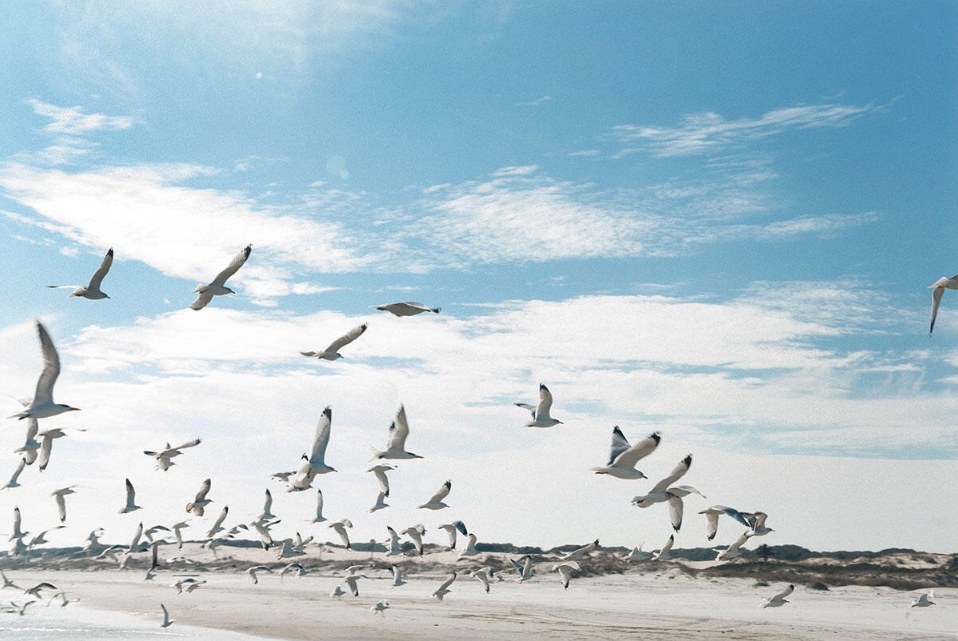 Gulls taking flight over the beach on Cumberland Island