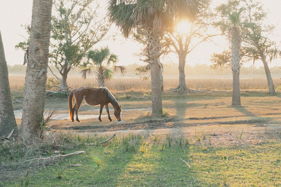 A wild horse grazing among palms and live oaks at sunset